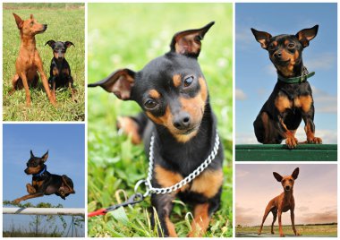 Composite picture with purebred miniature pinscher in the nature clipart