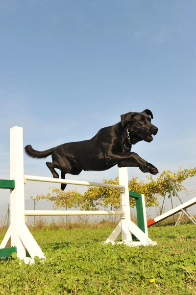 纯种拉布拉多犬敏捷性训练中跳跃 — 图库照片