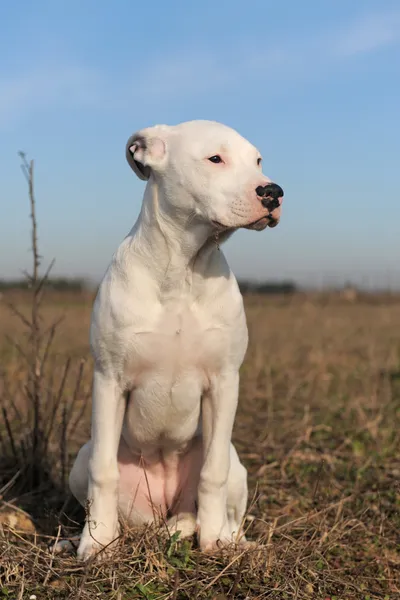 Retrato Cachorro Raza Pura Perro Argentino Sentado Campo —  Fotos de Stock