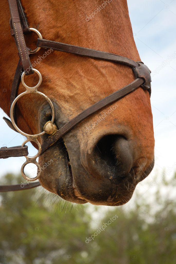 Horse bridle — Stock Photo © 4988119