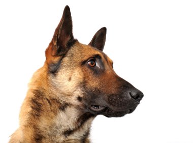 Malinois