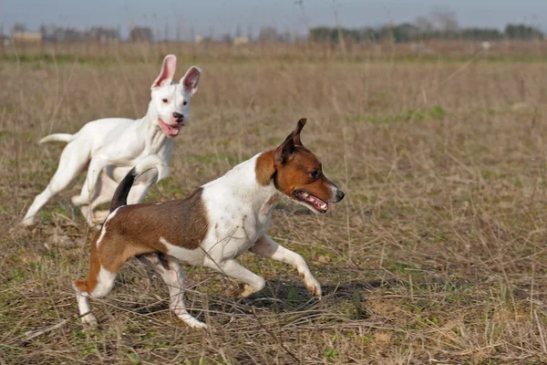 Jugando perros — Foto de Stock