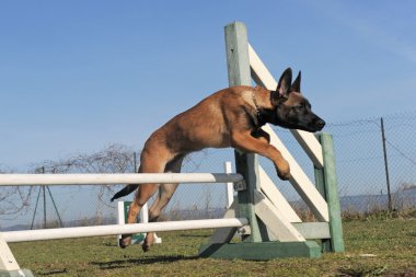 Jumping puppy malinois clipart