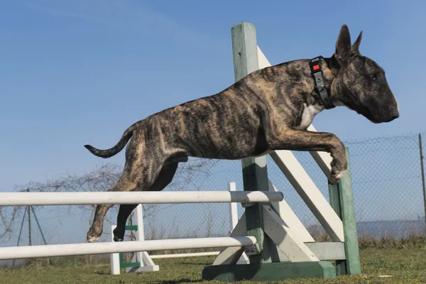Hoppande bull terrier — Stockfoto