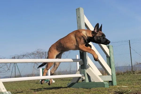 Saltando malinois filhote de cachorro — Fotografia de Stock