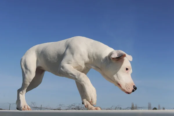 stock image Puppy dogo argentino