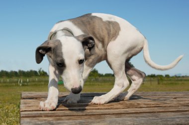 köpek yavrusu olan