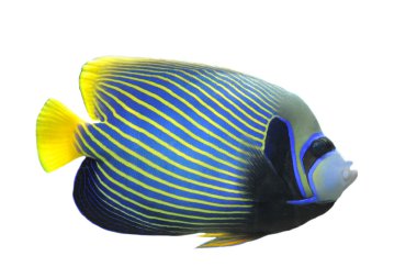 Emperor Angelfish clipart