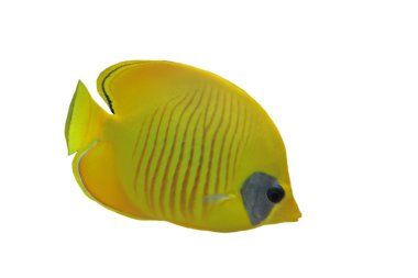 Maskeli butterflyfish (chaetodon larvatus)