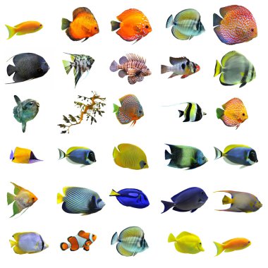 Fishes clipart