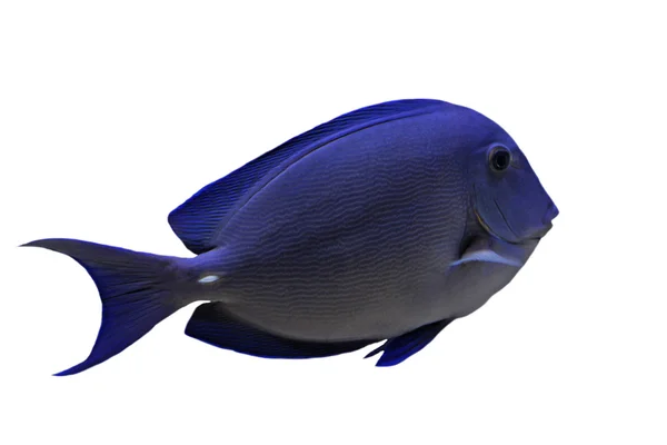 Pesce azzurro Tang — Foto Stock