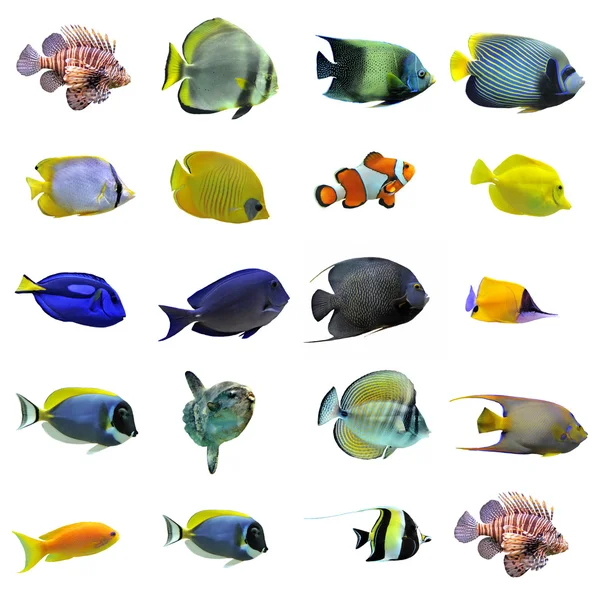 Gruppe von Fischen — Stockfoto