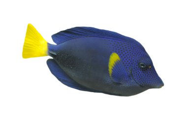 Blue Tang fish clipart