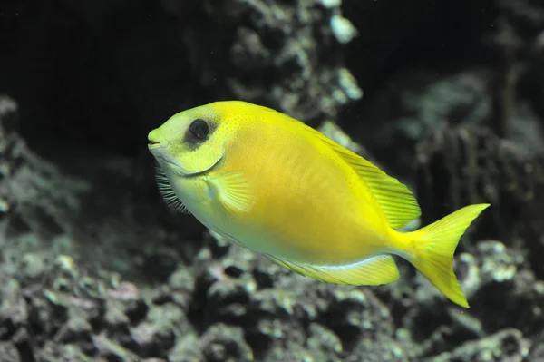 Korallenkaninchenfisch — Stockfoto
