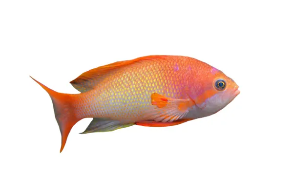 Anthias fisk — Stockfoto