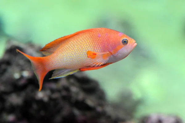 Anthias fish — Stock Photo, Image