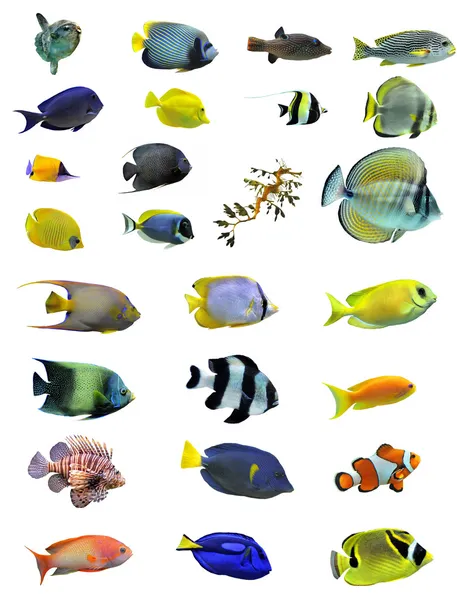 Группа рыб — стоковое фото