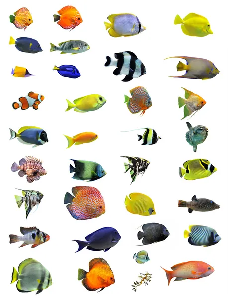 Peixes — Fotografia de Stock