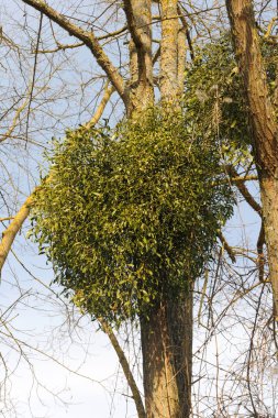 Mistletoe plants - Viscum album clipart