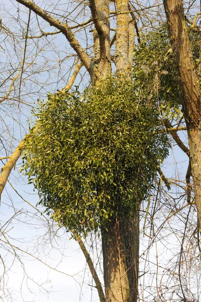 Mistletoe plants - Viscum album — Stock Photo, Image