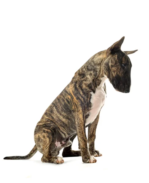 Bull terrier — Stock Photo, Image