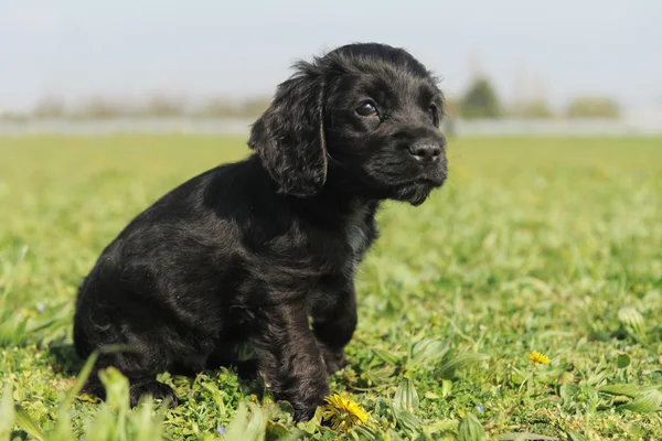 stock image Puppy english cocker