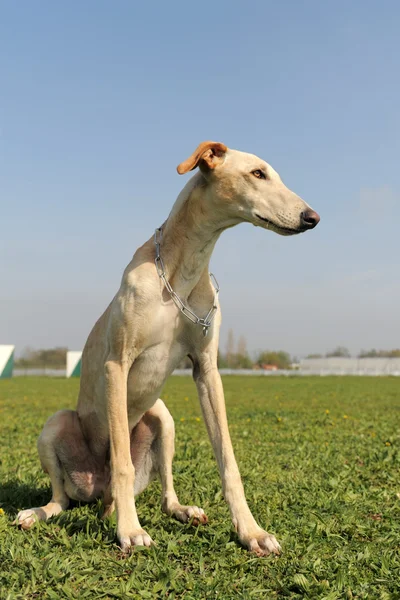 Young greyhound — Stock Photo, Image