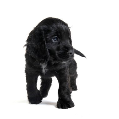 Puppy english cocker clipart