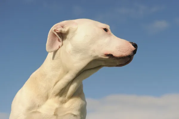 Cachorro dogo argentino —  Fotos de Stock