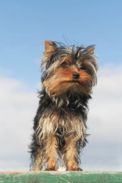 Cucciolo yorkshire terrier — Foto Stock