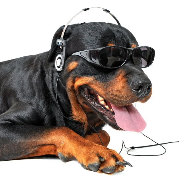 Rottweiler en muziek — Stockfoto