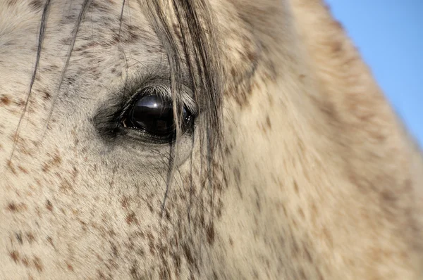 Der Blick des Pferdes — Stockfoto