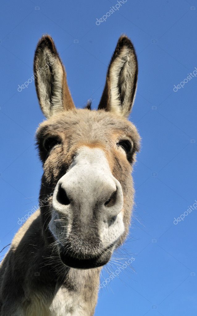 Head of nice donkey Stock Photo by © 4156347