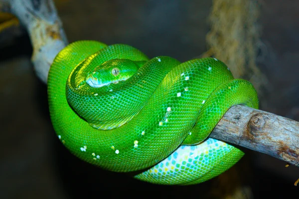 绿色树枝上的蛇 爬虫类动物 蛇盘绕缩 翡翠绿 绿树蟒 Python 爬行动物 动物园 绿宝石 — 图库照片