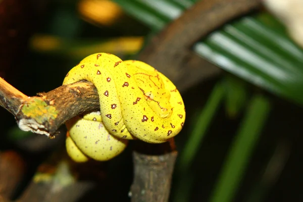 Cobra Amarelo Animal Jardim Zoológico Boa Constritor Réptil Árvore Floresta — Fotografia de Stock