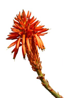 Aloe vera flower ( isolated) clipart