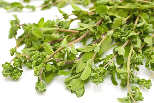 Bunch Thyme White Background — Stock Photo, Image