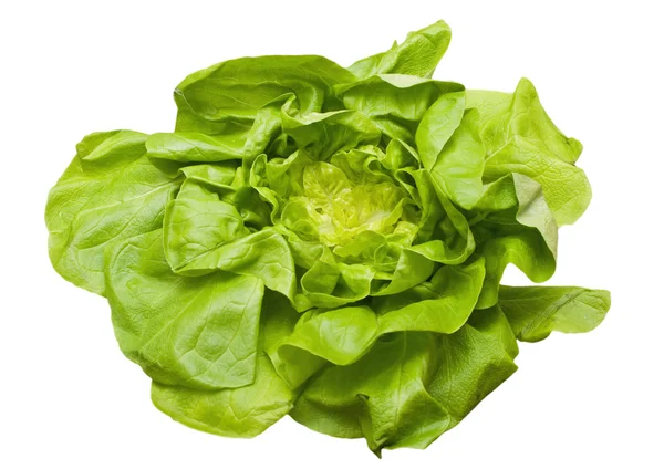 Lettuce Isolated White Background — Stock Photo, Image
