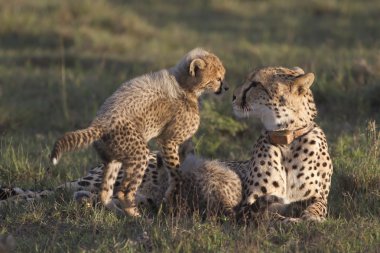 Cheetah mother and young cub clipart