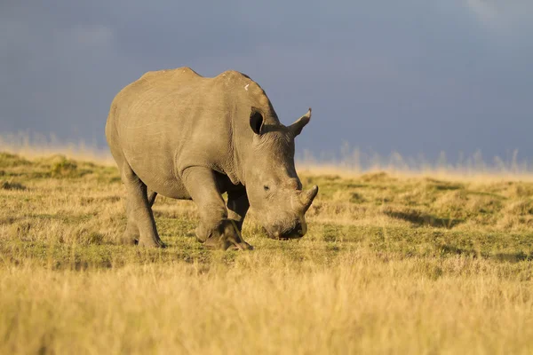 White rhinoceros calf — Stock Photo, Image