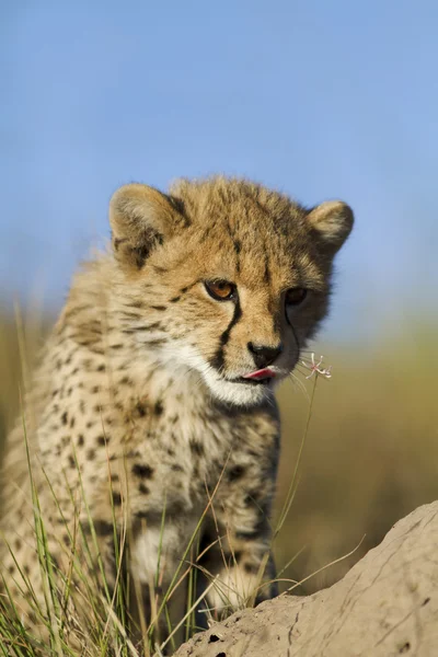Cheetah cub — Stockfoto