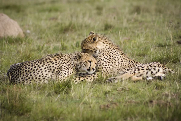Cheetah cubs cleaning one another — Stock Photo, Image