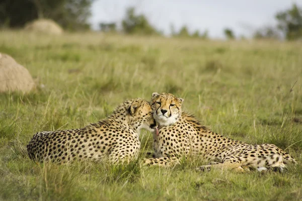 Cheetah cubs cleaning one another — Stock Photo, Image