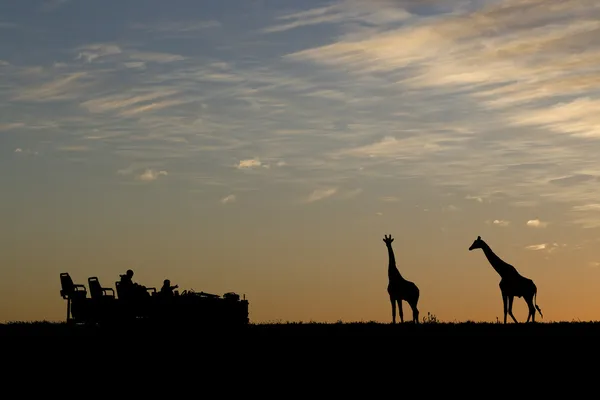 Afrikaanse safari silhouet Rechtenvrije Stockafbeeldingen