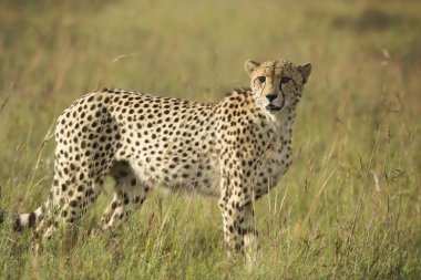 Cheetah scanning plains clipart