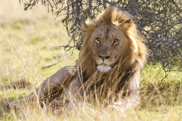ライオンのオス — ストック写真