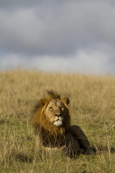 Lion male — Fotografie, imagine de stoc