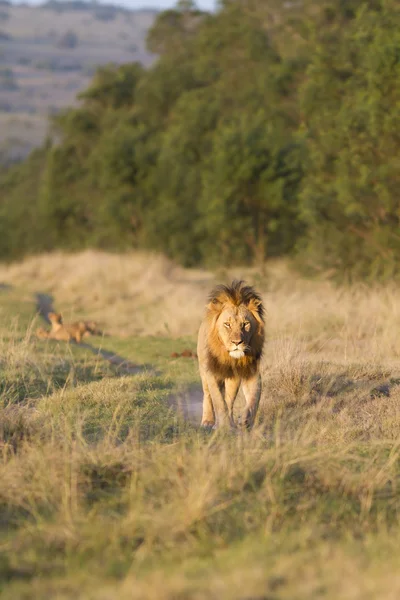 Grote leeuw mannelijke en welpen — Stockfoto