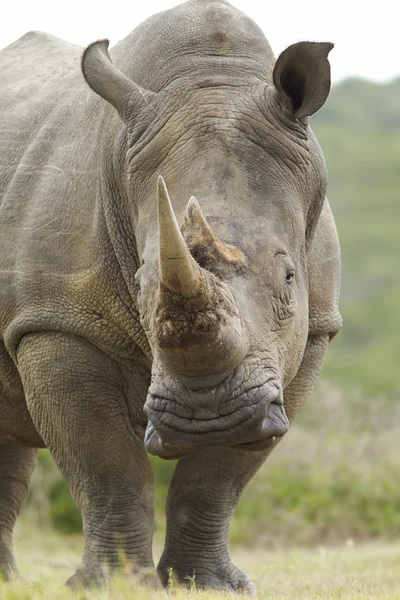 stock image White rhinoceros