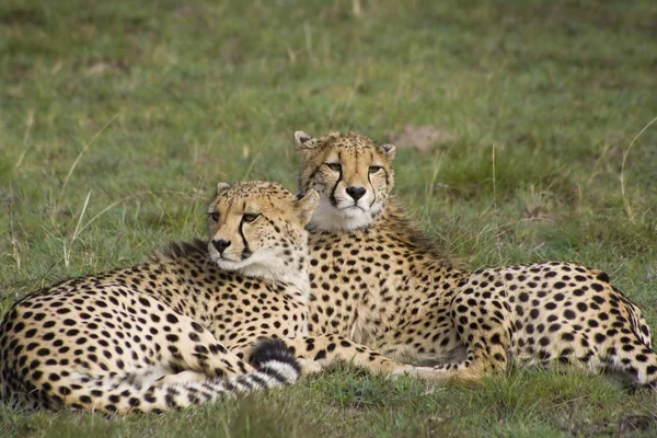 Cheetah cubs Stock Picture